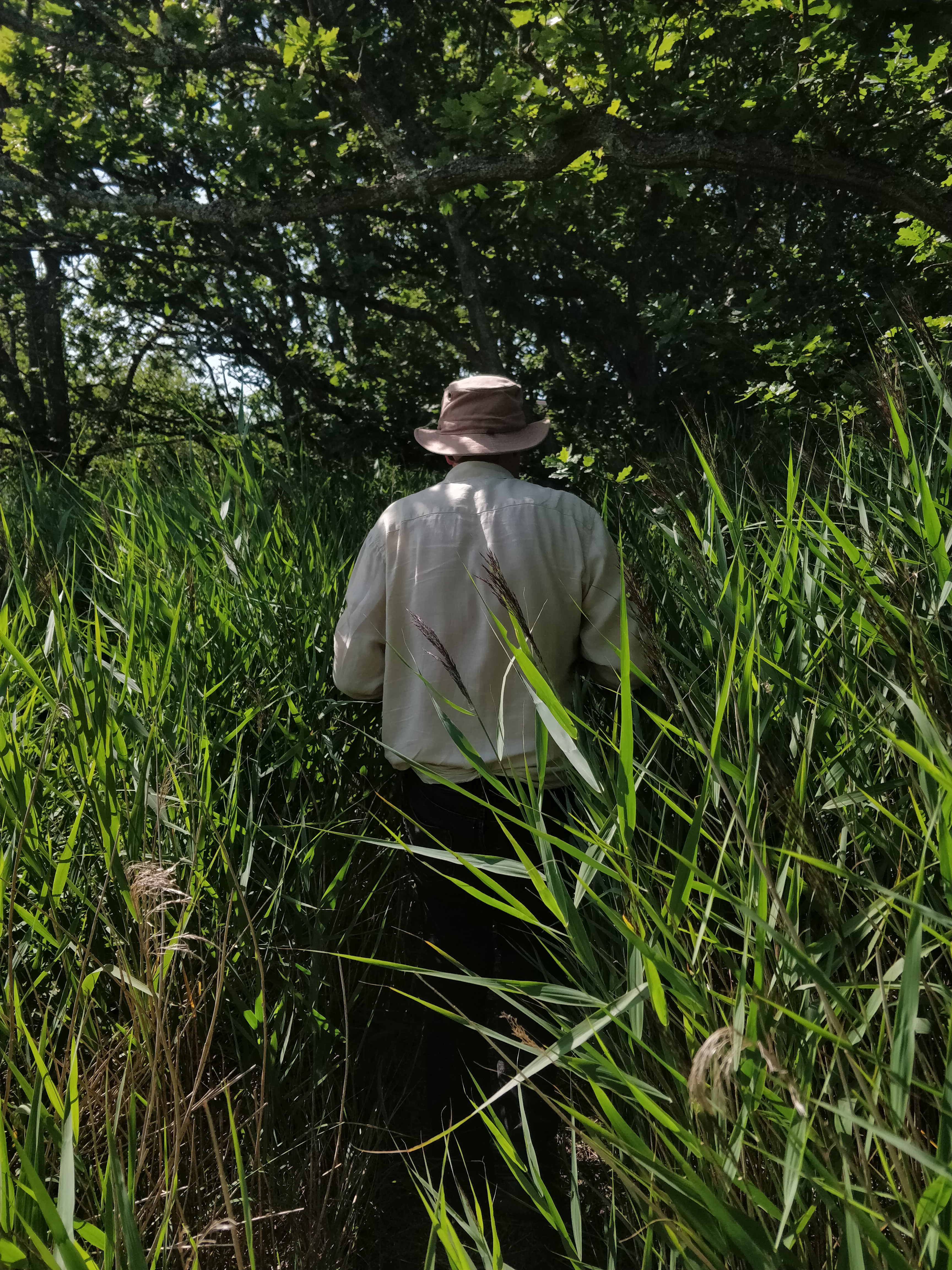 Recording Mercury Marshes